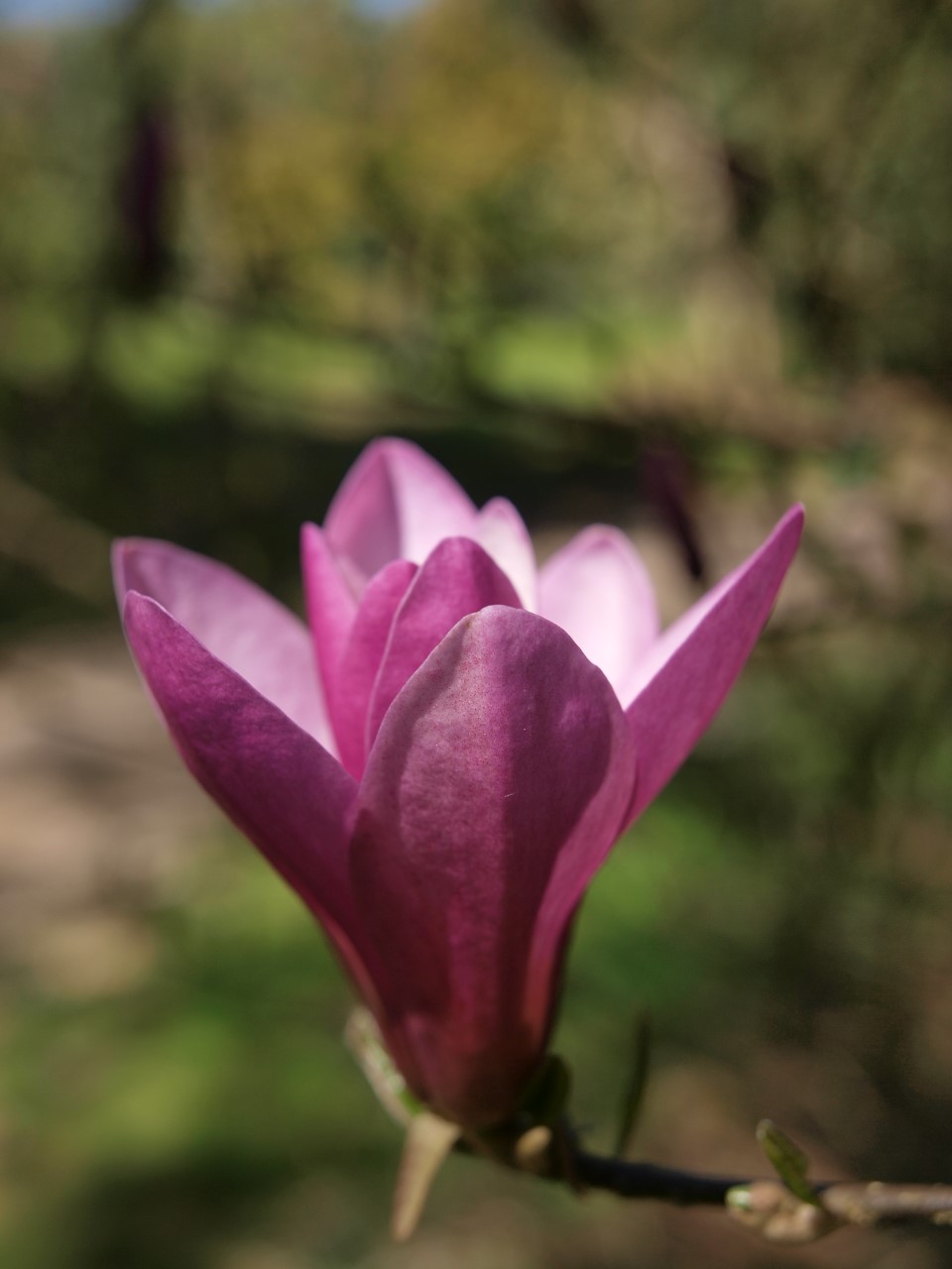 magnolia ann